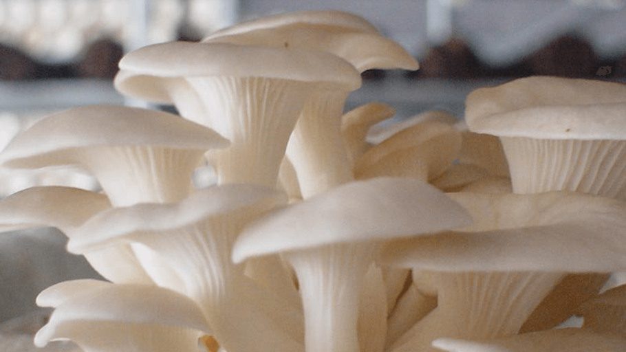 Вьетнамские грибы белые