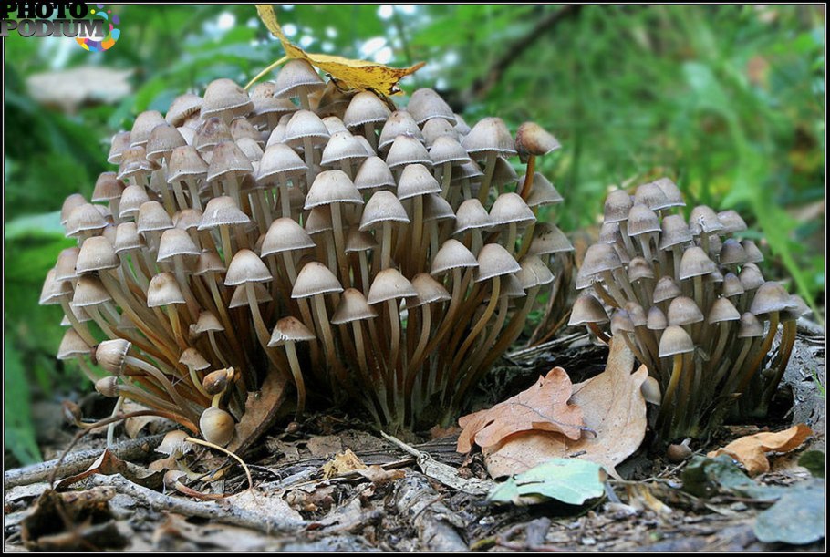 Отравление грибами фото людей