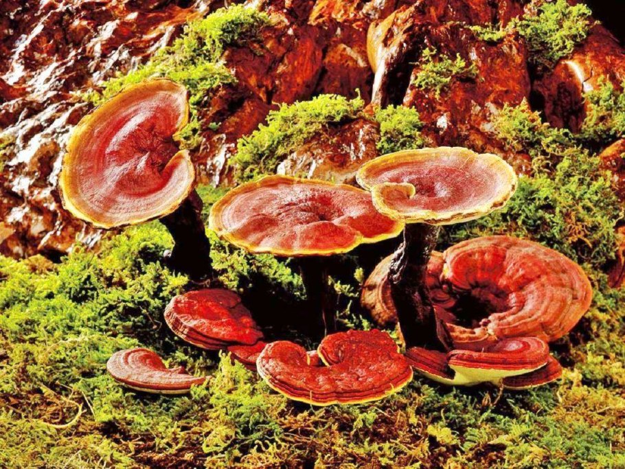 Ganoderma lucidum