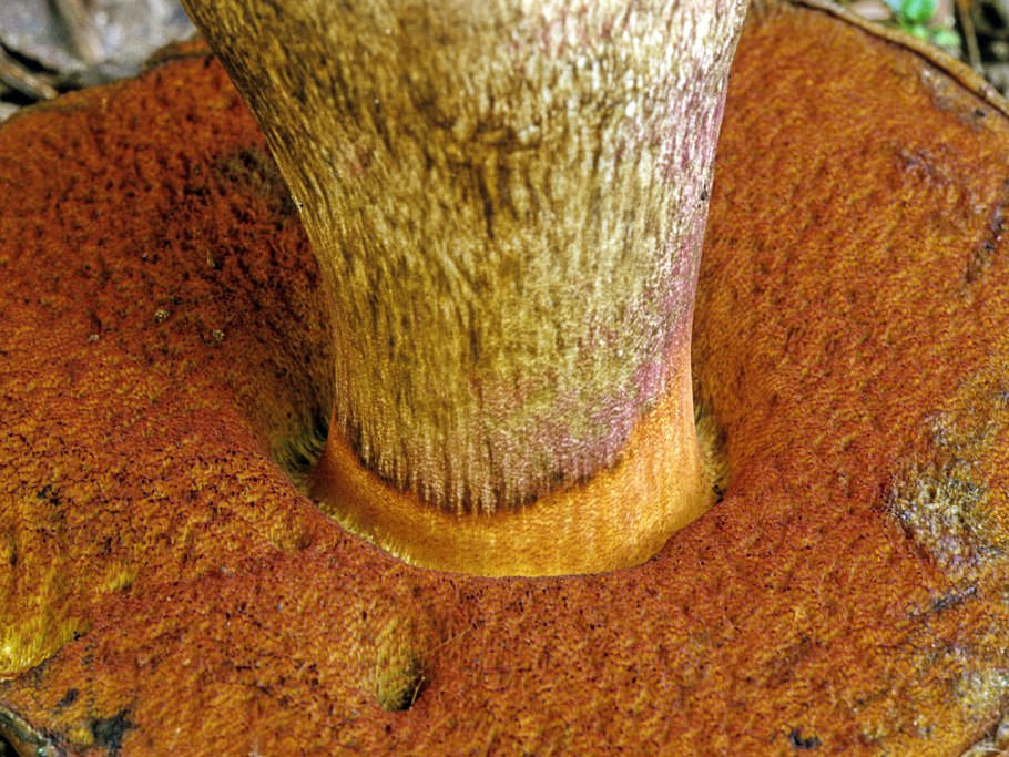 Дубовик свинушки