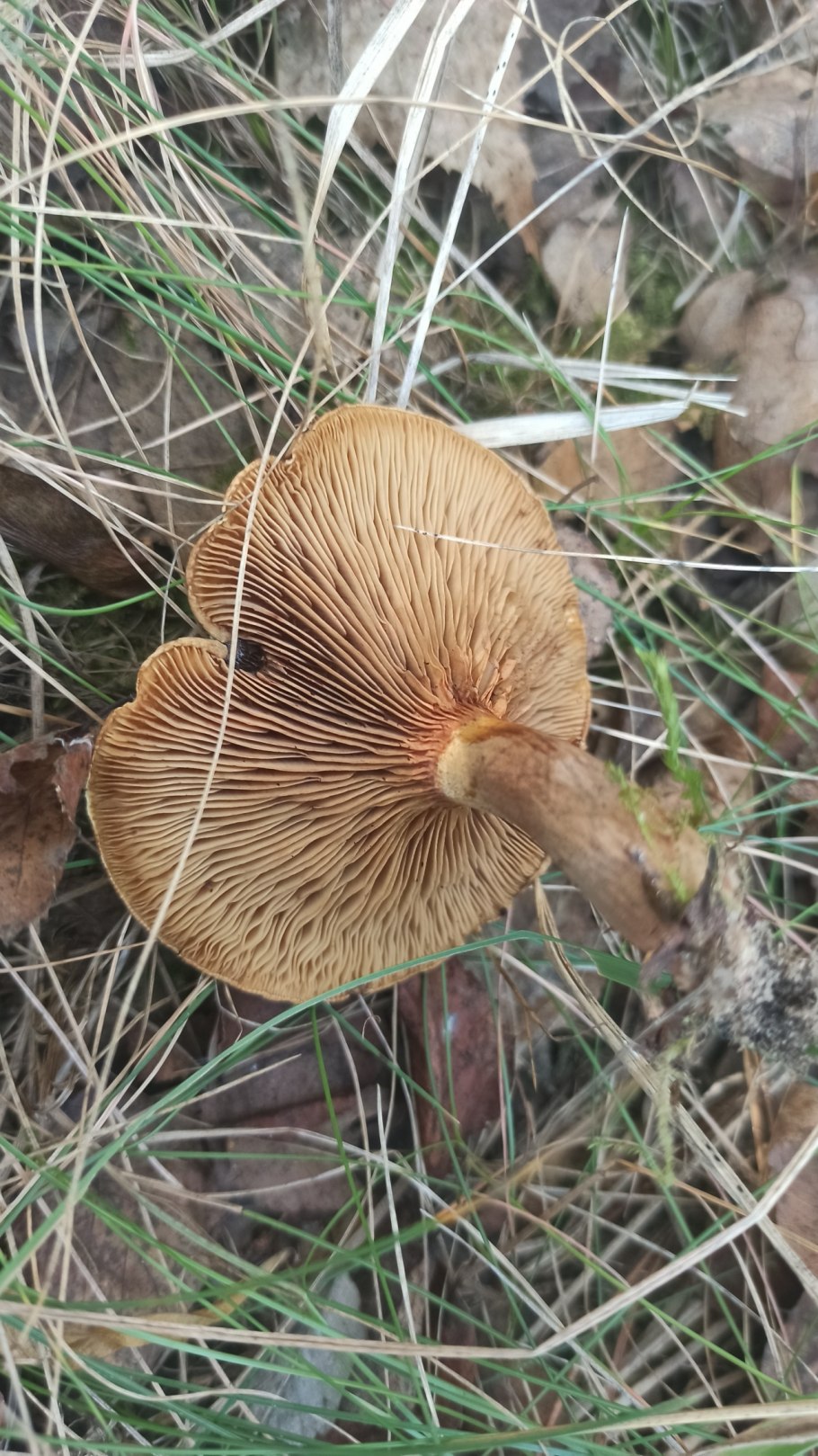 Свинушка Paxillus rubicundulus