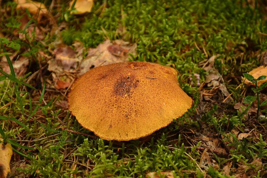 Свинушка уховидная