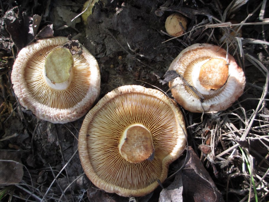 Свинушка тапинелла