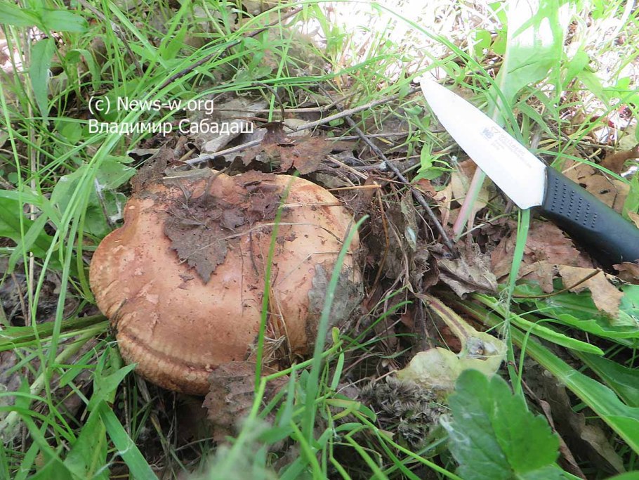 Гриб свинушка тонкая