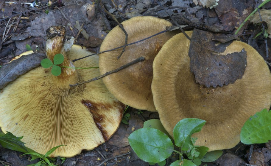 Груздь жёлтый lactarius scrobiculatus