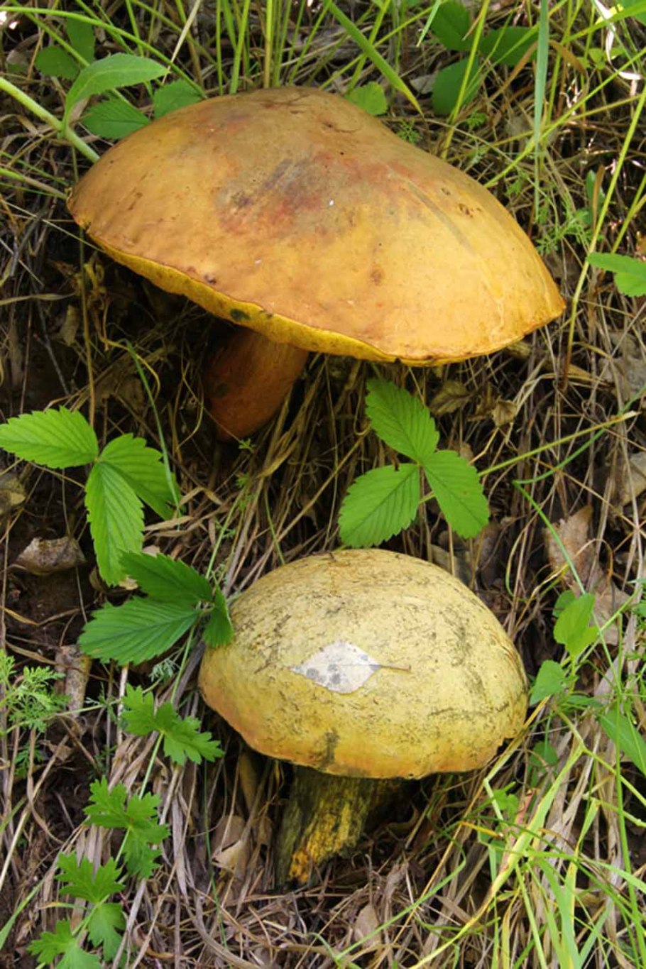 Дубовик оливково бурый