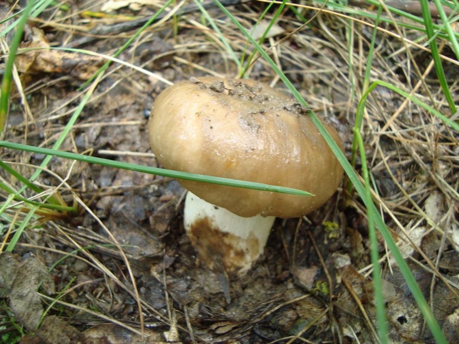 Маслята грибы шляпка