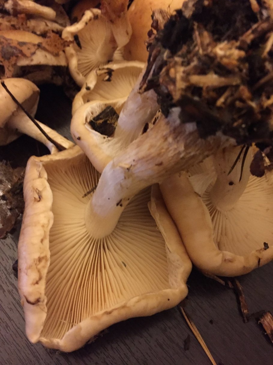 Гебелома клейкая Валуй ложный