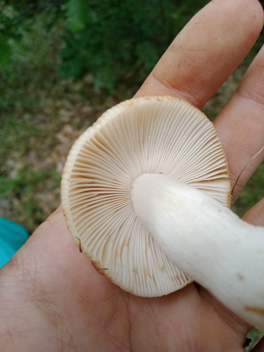 Гриб болотный масленок