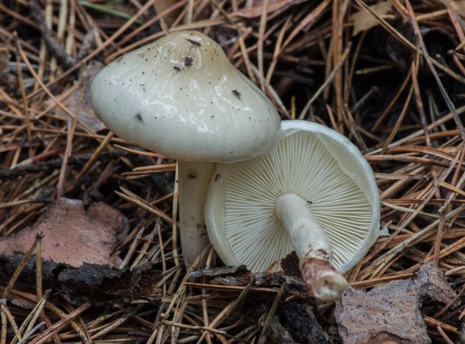 Млечник липкий (Lactárius Blénnius)