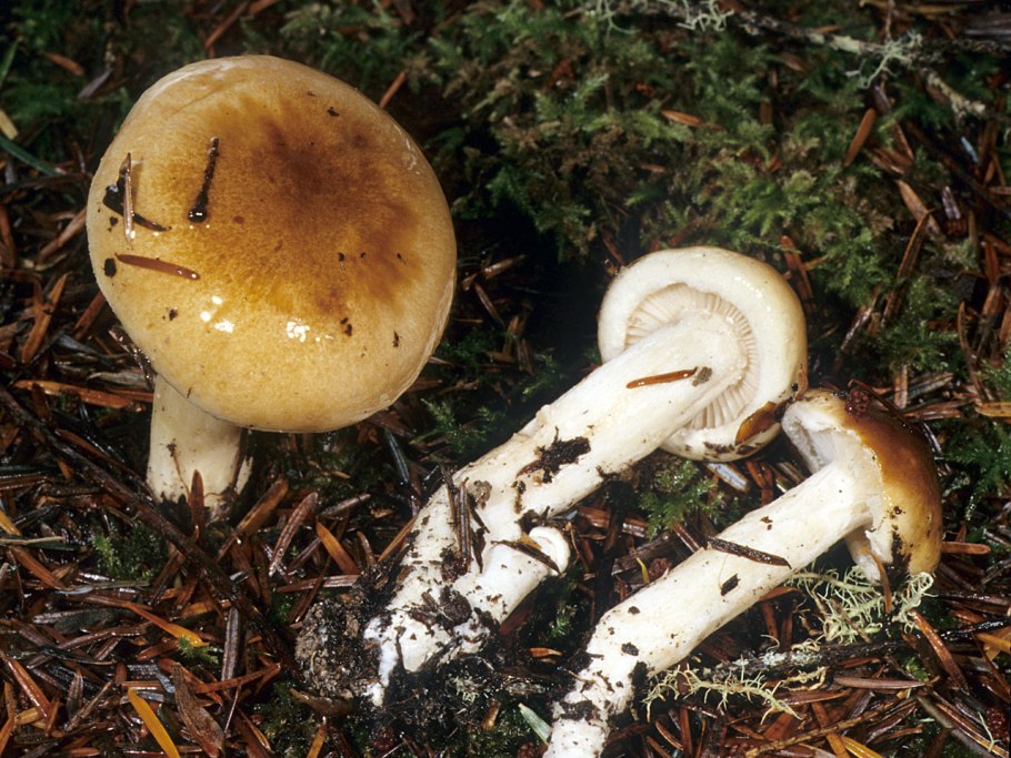 Hygrophorus olivaceoalbus