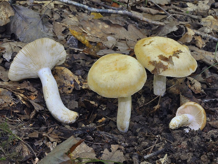 Мицена (Mycena interrupta)