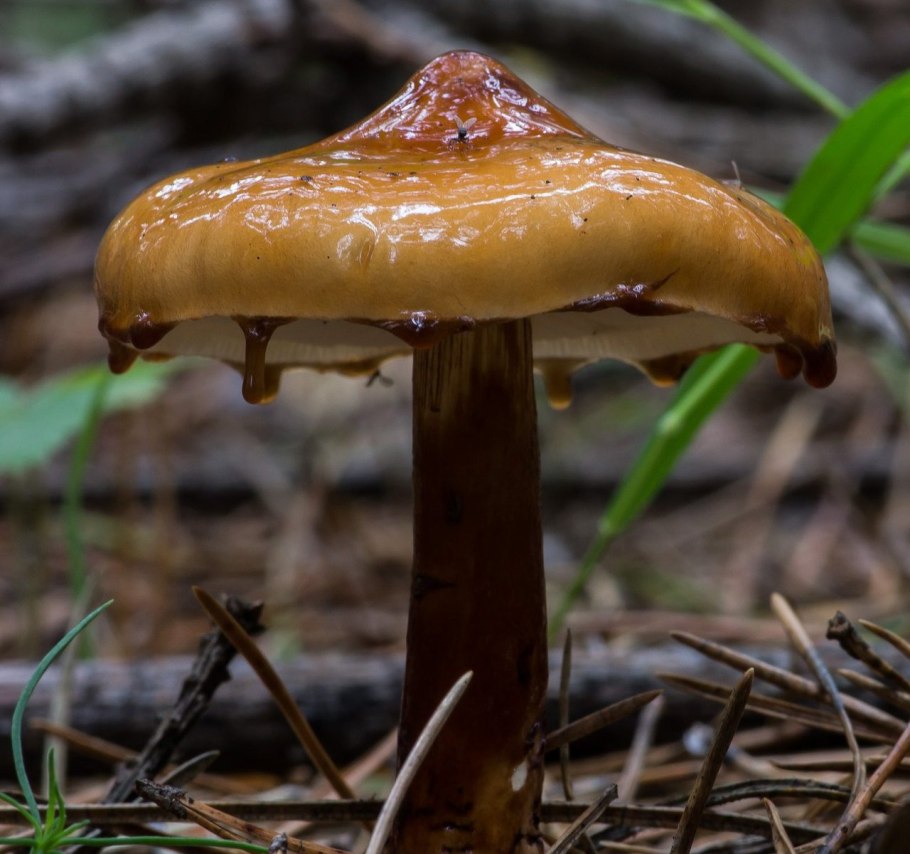 Сыроежка охристая