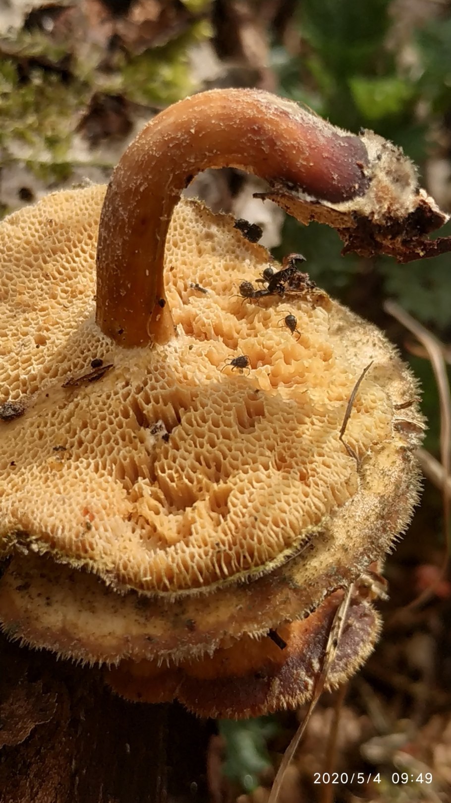 Масленок Suillus luteus