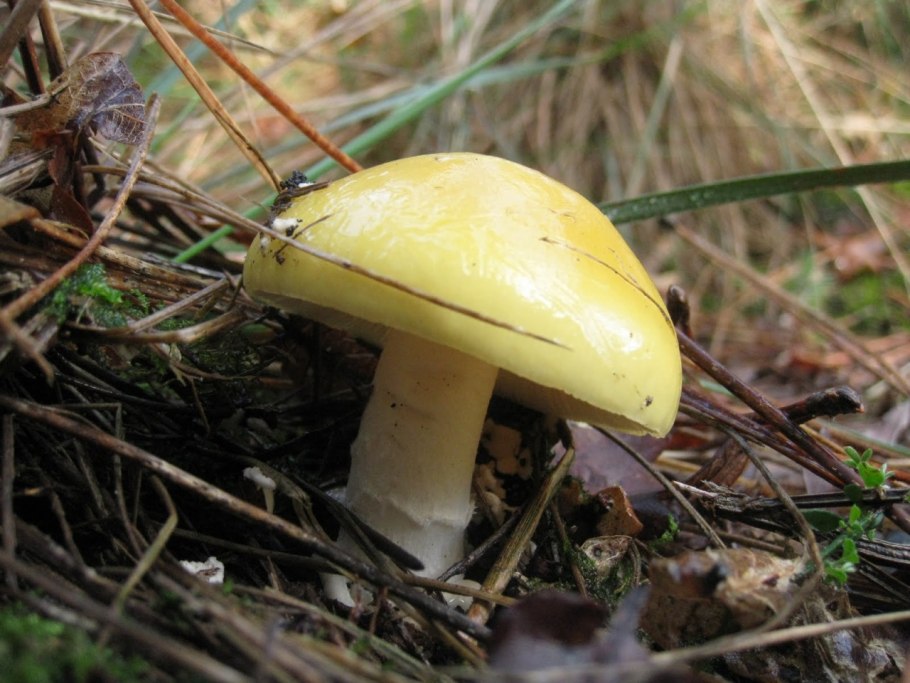 Сыроежка синяя