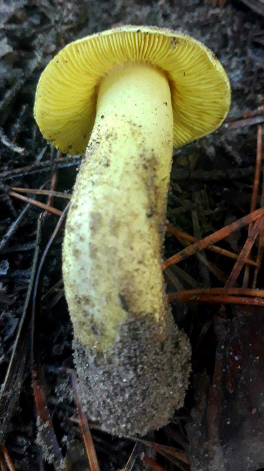 Коллибия масляная