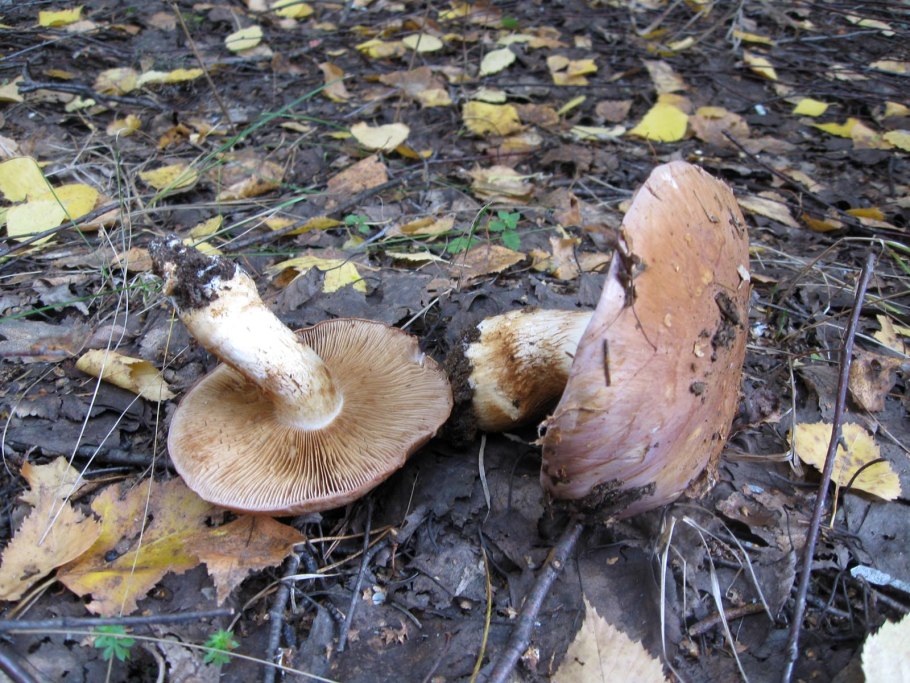 Желтый гриб пластинчатый гриб?