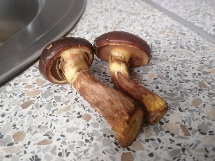 Паутинник слизевой Cortinarius mucifluus