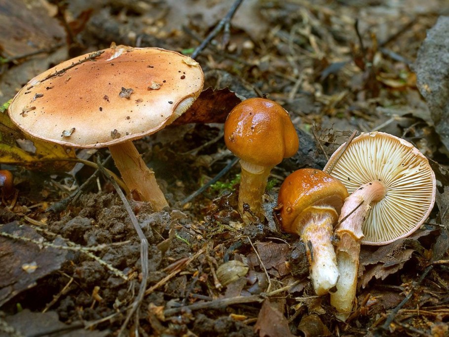 Suillus collinitus