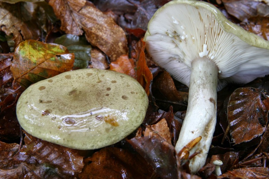 Поплавок желтеющий Amanita flavescens