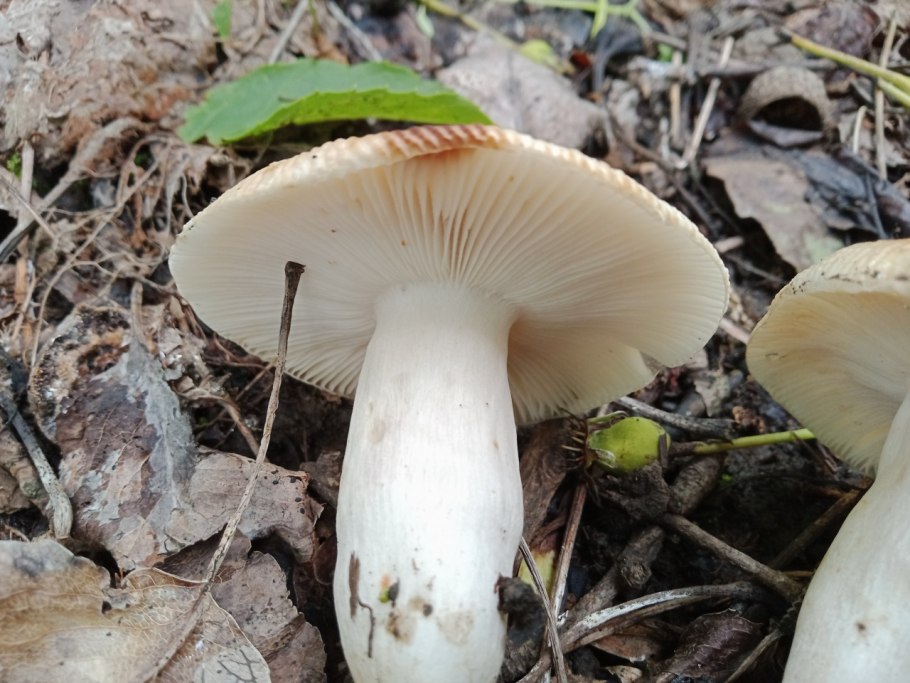 Лимацелла клейкая Limacella glioderma