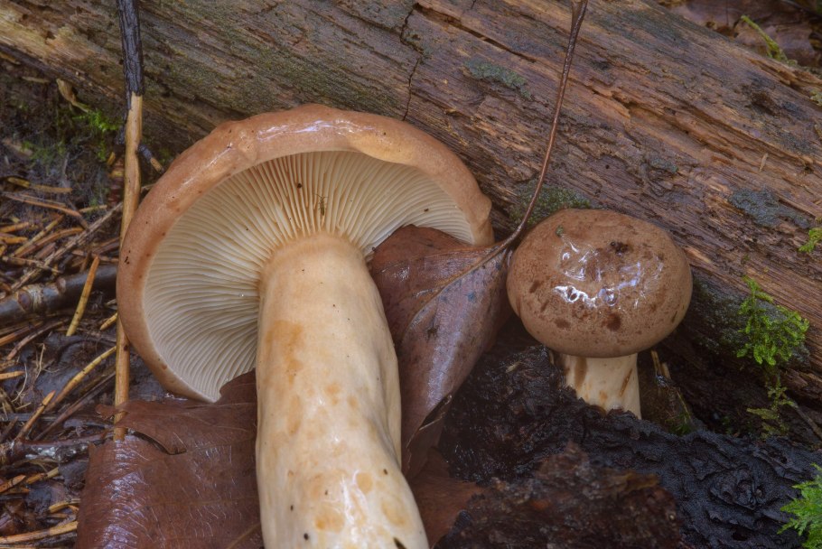 Боровик девичий (Boletus appendiculatus)