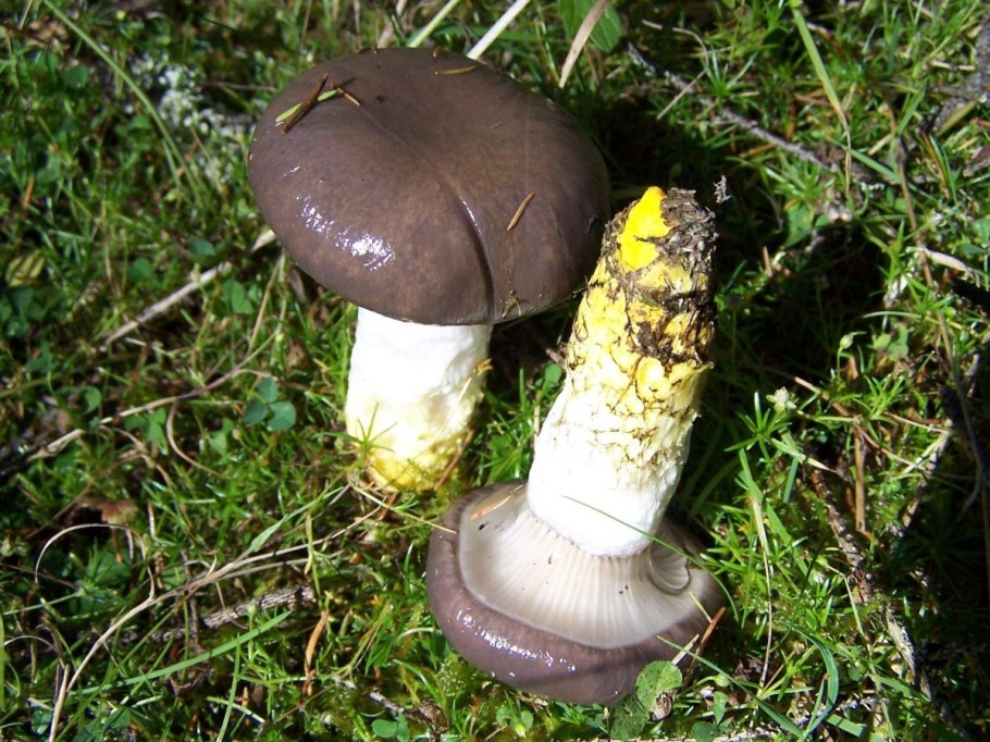 Паутинник голубовато-опоясанный Cortinarius balteatocumatilis
