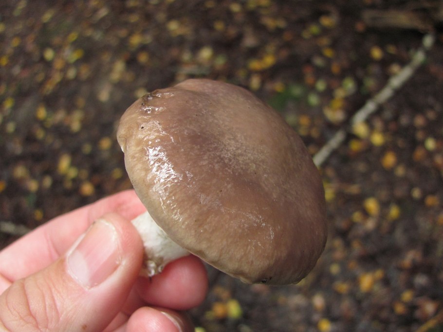 Гриб с липкой шляпкой 5 букв