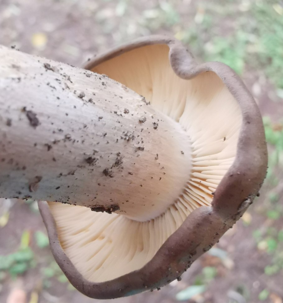 Грибы пластинчатые поганки