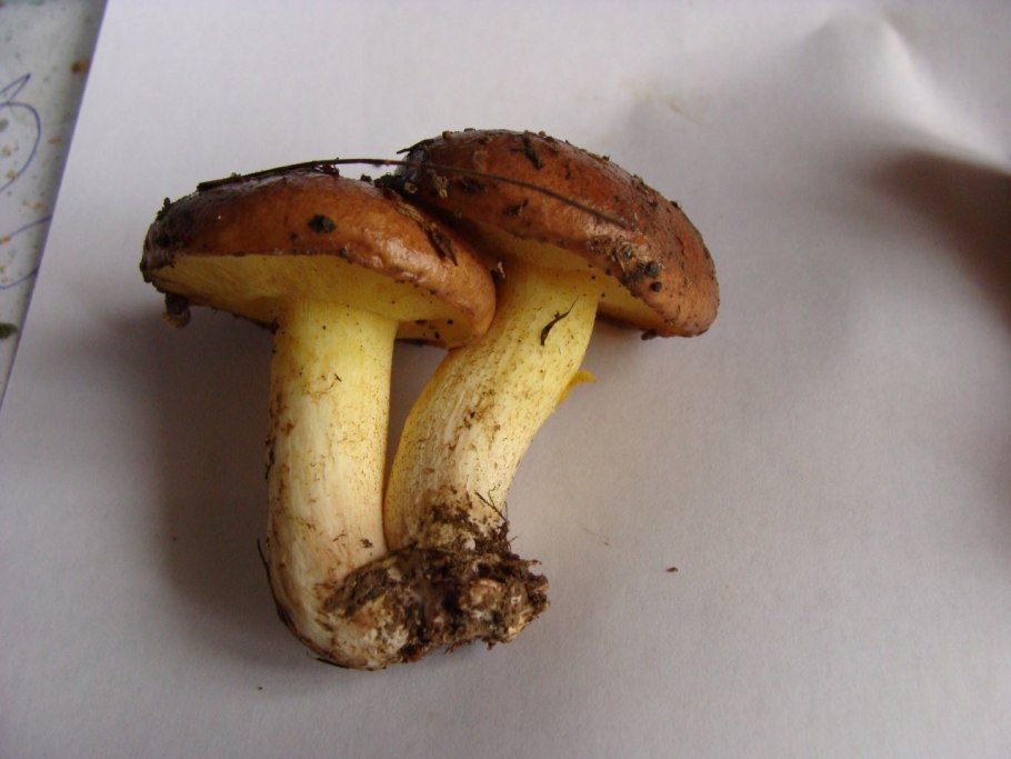 Гриб с маленькой шляпкой