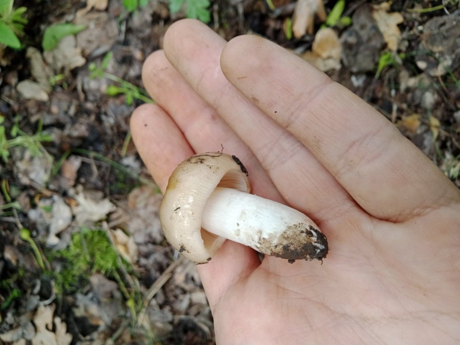 Маслёнок желтоватый болотный