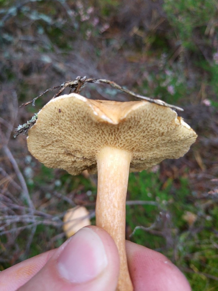 Маслята ягода