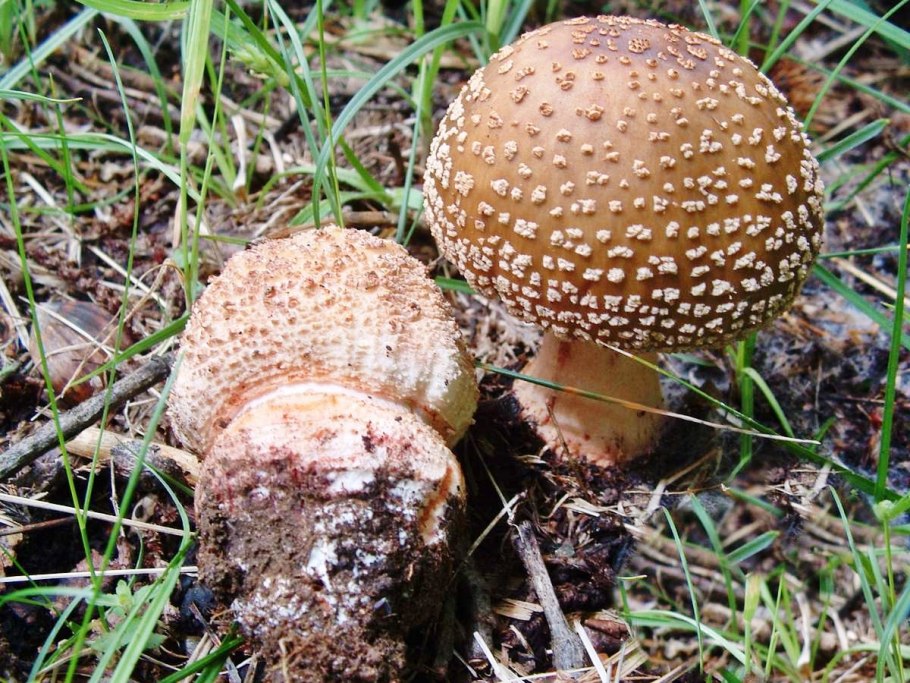 Гриб Amanita rubescens