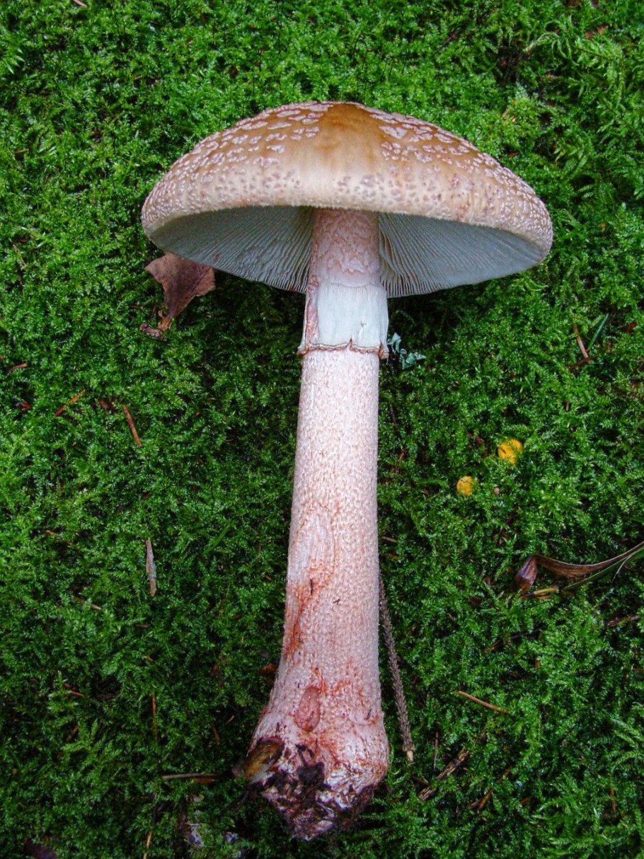 Мухомор жемчужный Amanita junquillea