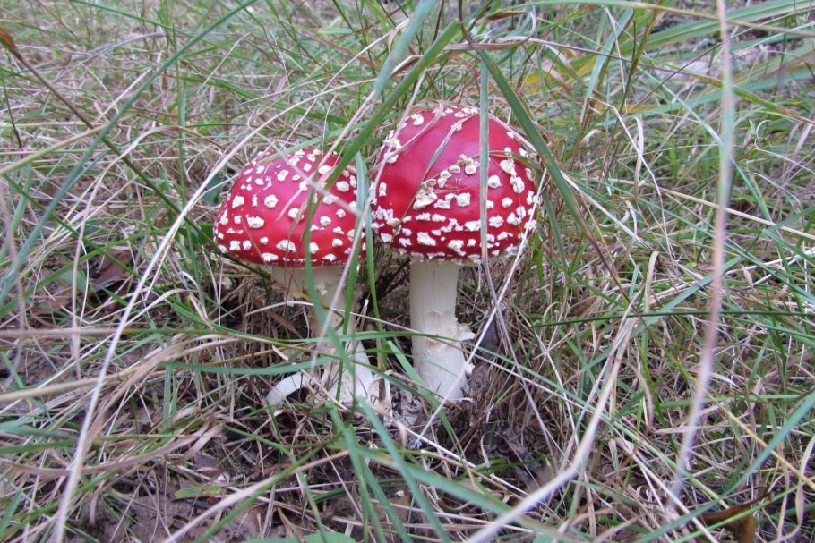Мухомор серо-розовый Amanita rubescens