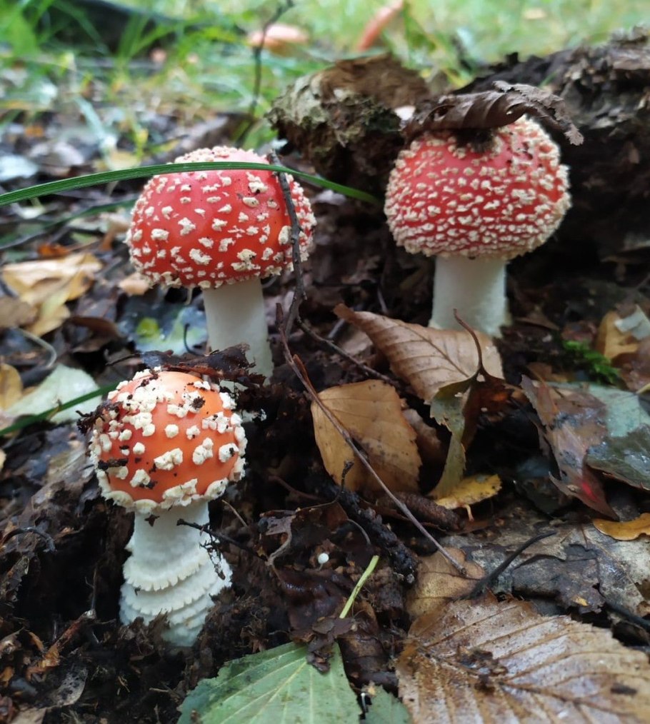 Мухомор Amanita muscaria