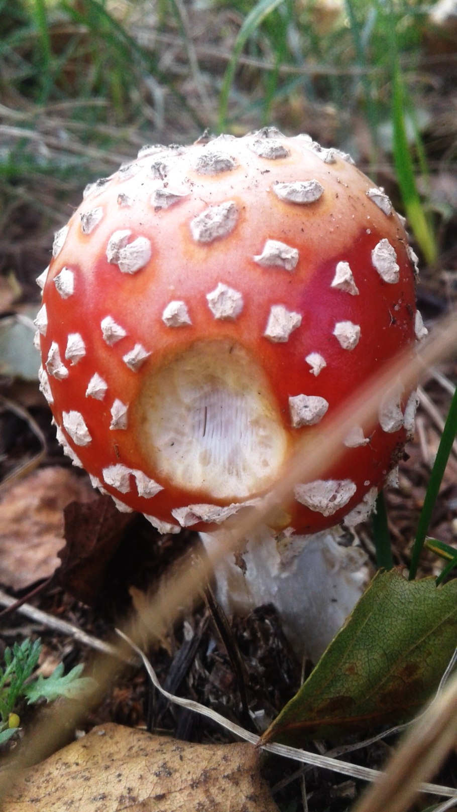 Мухомор серо-розовый съедобный