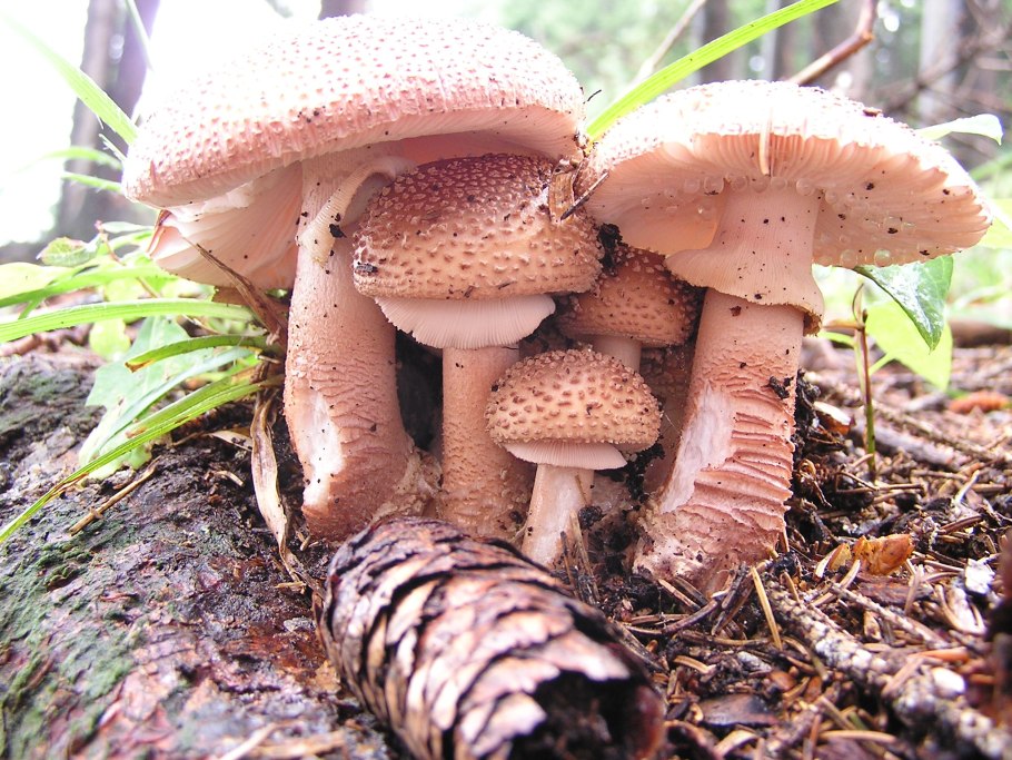 Мухомор серо-розовый съедобный
