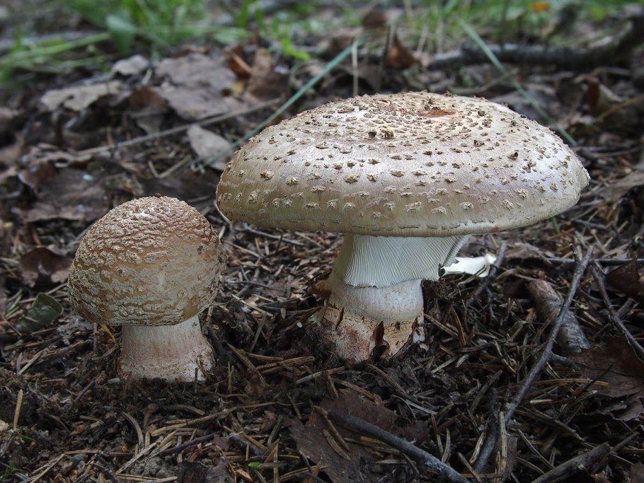 Мухомор серо-розовый Amanita rubescens