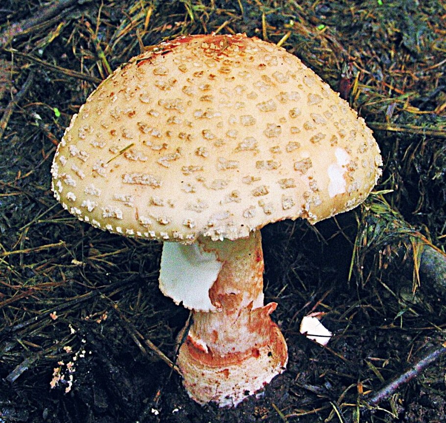 Мухомор серо-розовый