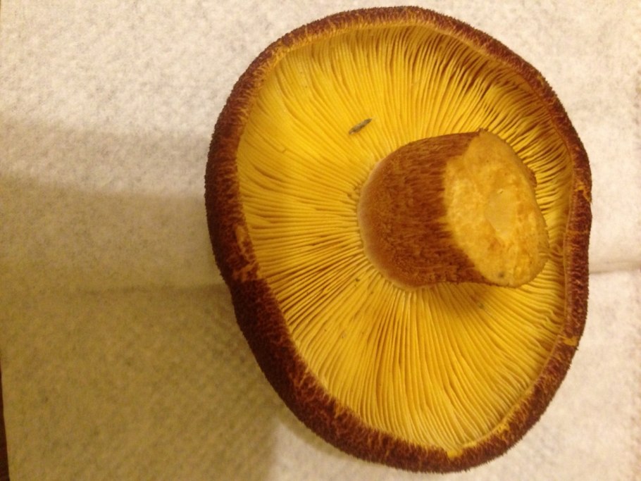 Маслёнок неокольцованный