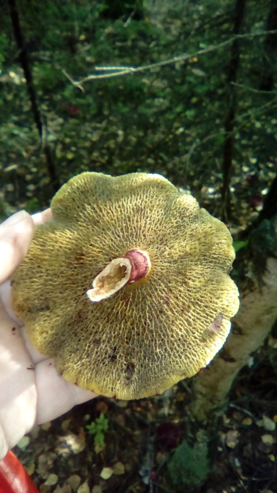 Гриб синеет на срезе