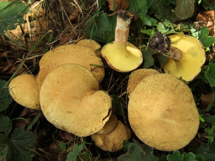 Моховик подольшаник