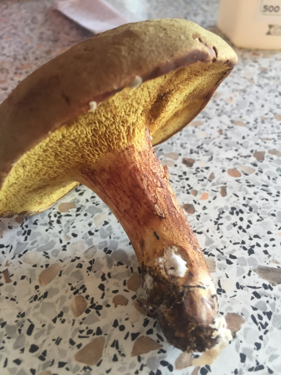 Моховик зеленый Boletus subtomentosus