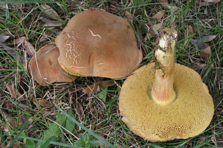 Гриб с оранжевой губкой