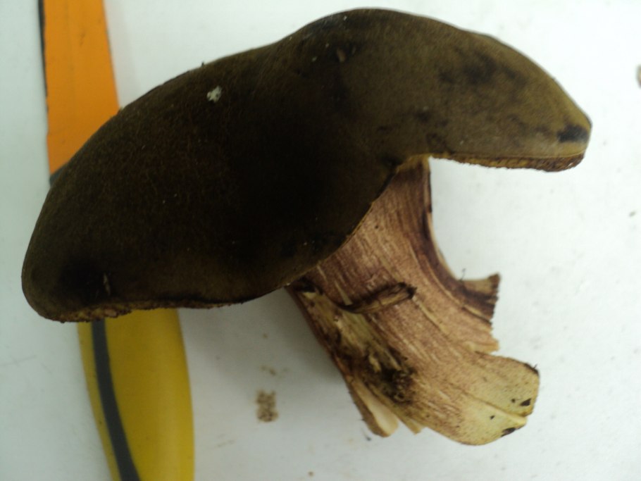 Моховик красный моховик красный