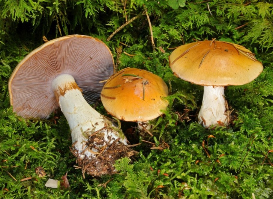 Паутинник изменчивый Cortinarius varius