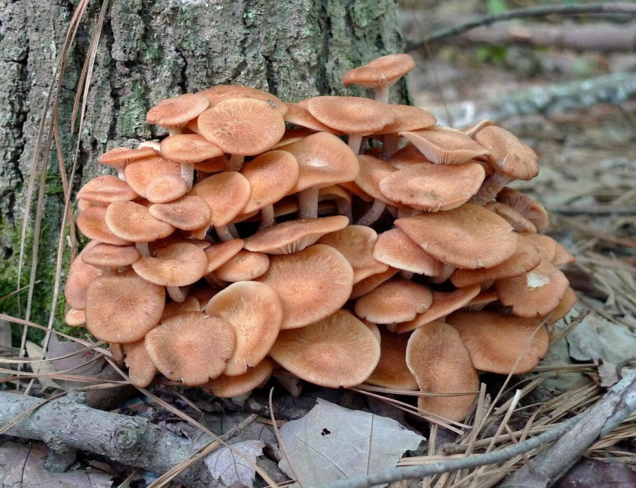 Опенок ссыхающийся Armillaria tabescens
