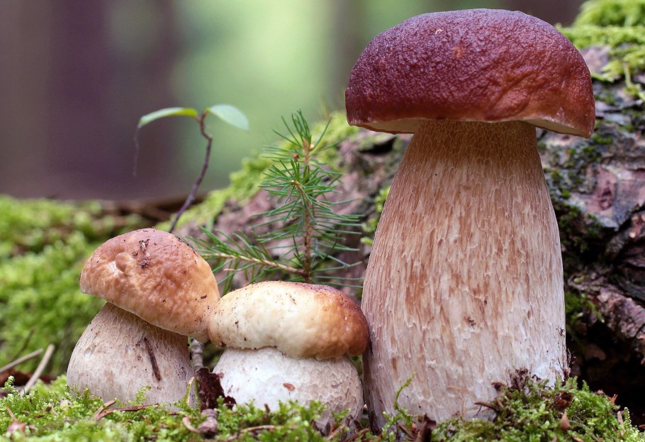 Съедобные грибы