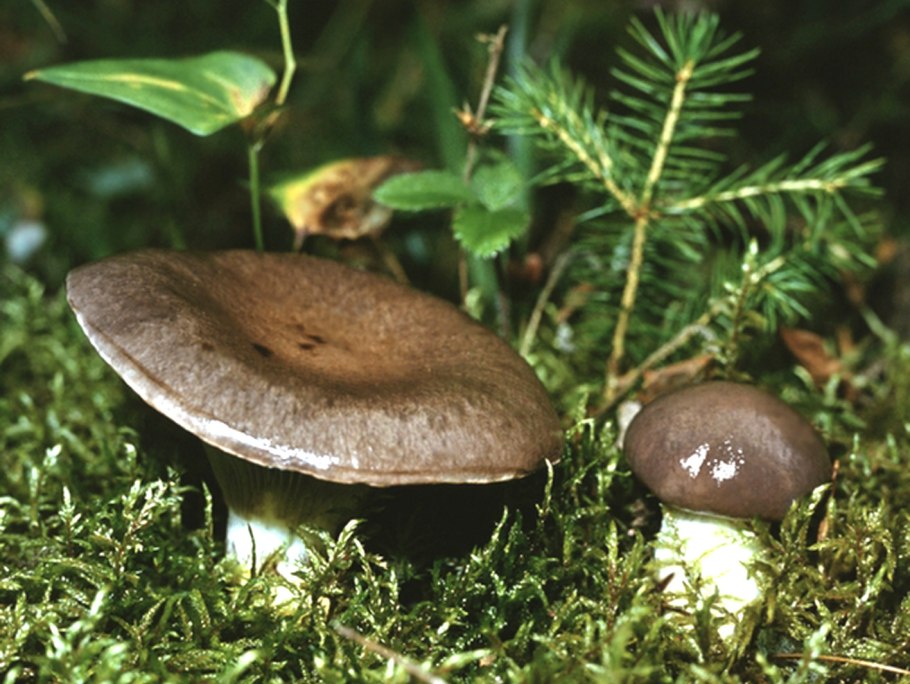 Васюхин грибы